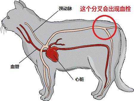 猫心衰竭是怎么引起的（猫心衰竭是怎么引起的呢）