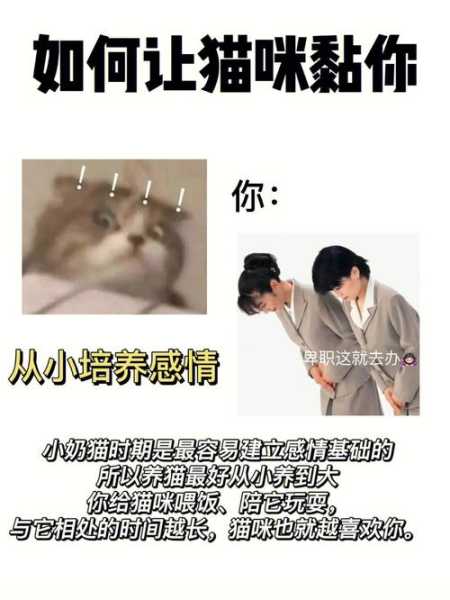 怎样让猫咪听话?你叫他就过来（怎么样让猫听话?）