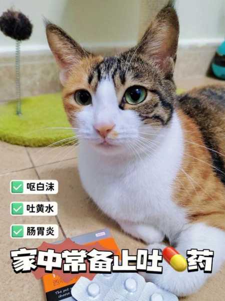 猫吃东西后吐了怎么回事（猫吃东西后吐了怎么回事吃什么药）