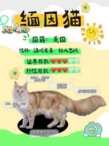 缅因猫怎么养胖（缅因猫怎么养大）