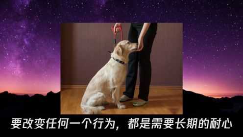 狗狗多动症（狗狗多动症治疗方法）