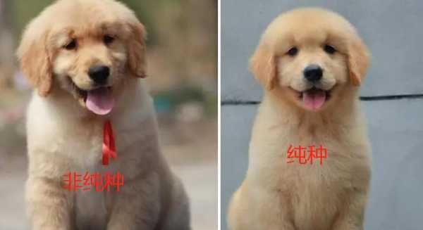 怎么挑选金毛犬幼崽颜色（怎么挑选金毛犬幼崽颜色好坏）