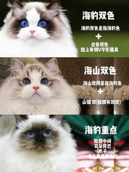 怎么样看布偶猫的品相（如何看布偶的品相）