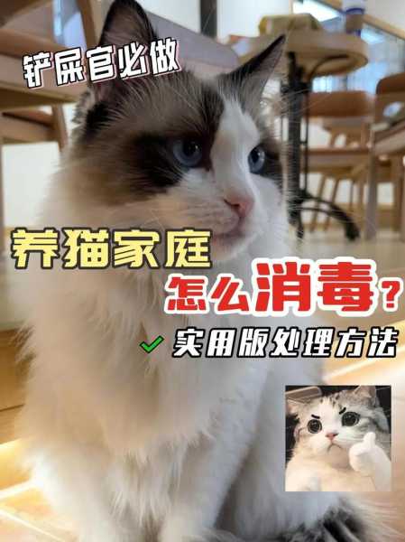 养猫怎么定期给家消毒（女子养猫眼睛长满螨虫）