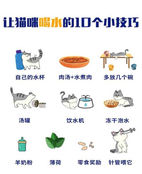 怎样可以让猫咪多喝水（怎么样可以让猫咪多喝水）