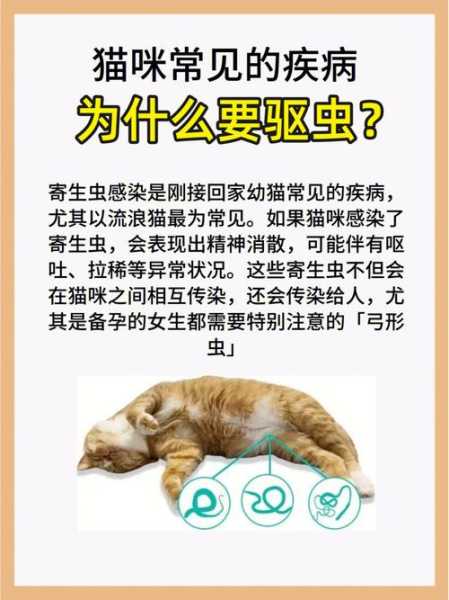 猫猫驱虫后拉稀（猫猫驱虫拉稀怎么办）