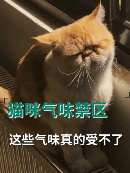 猫咪脾气很臭怎么办啊（猫脾气怪怎么办）