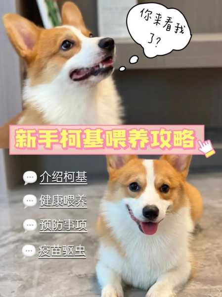 柯基幼犬怎么训（柯基幼犬怎么训练服从）