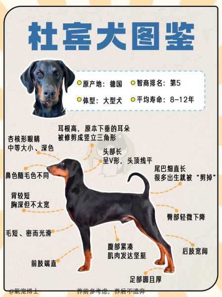 纯种杜宾犬的挑选方法图解（纯种杜宾犬的挑选方法图解图片）