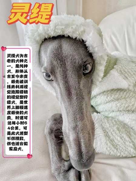 灵缇犬好养吗?格力犬（灵缇是格力吗）