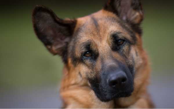 牧羊犬耳朵流脓怎么治疗用什么药最好（牧羊犬耳朵流脓怎么治疗用什么药最好呢）