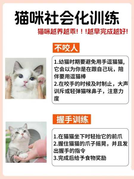 小猫很调皮怎么训练（小猫很调皮怎么训练好）