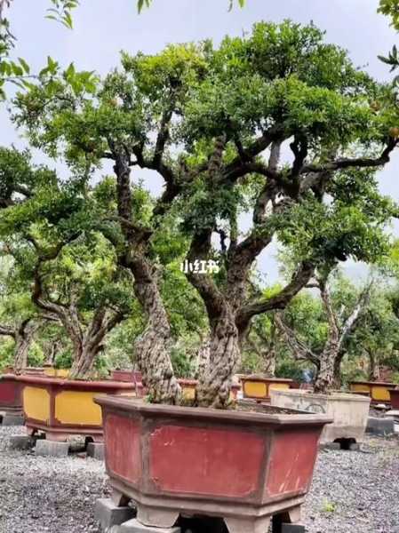 地石榴种植技术视频教程（地栽石榴树造型图片集）