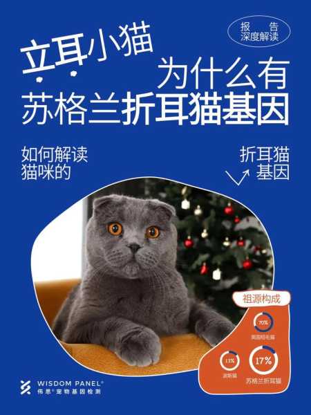 苏格兰折耳猫的历史来源（苏格兰折耳猫寓意）