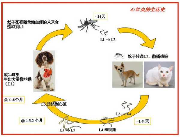 猫猫心丝虫症状（猫心丝虫病会传染人吗）