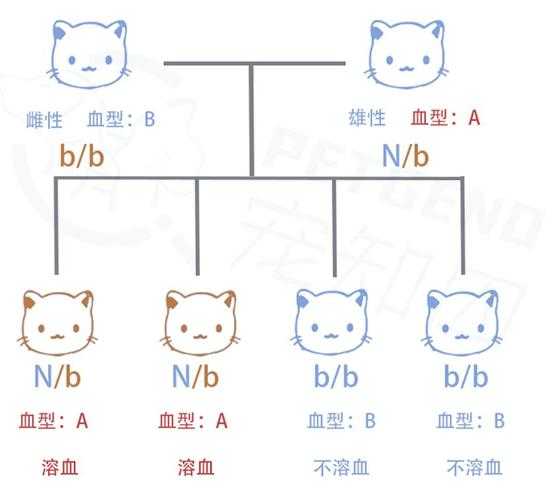 猫血型是什么血型（猫血型分别有哪几种）