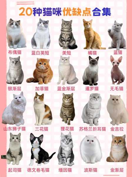 猫怎么看宠物猫（宠物猫怎么看好坏）