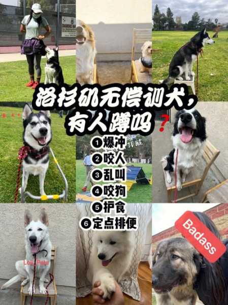 训犬师的心酸（训犬师的心酸日记）