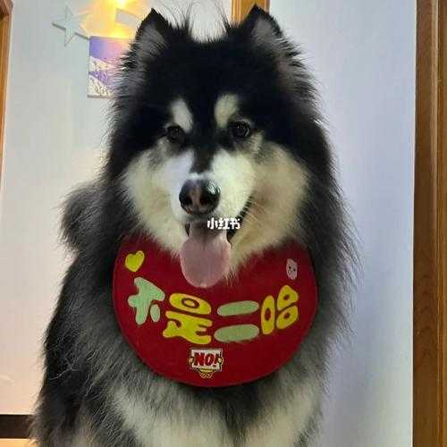 阿拉斯加犬口水多怎么办（阿拉斯加犬口水多怎么办呀）