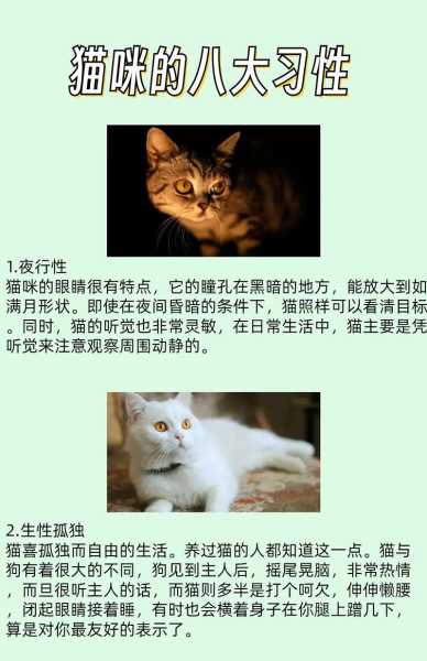 猫容易驯服吗（猫是不是很难驯服）