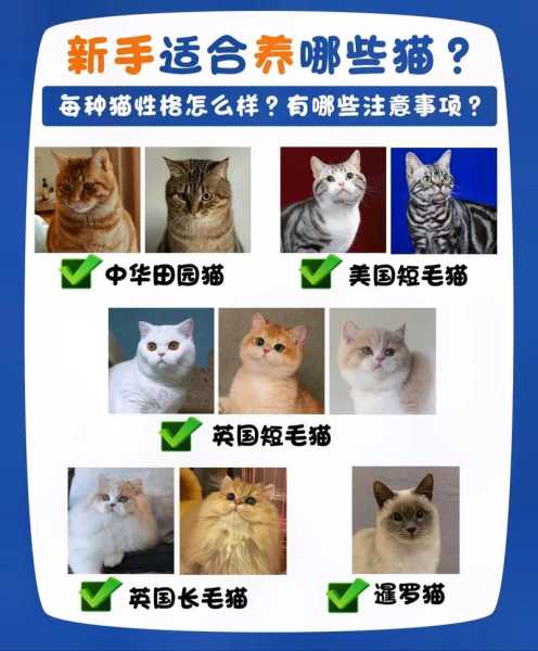 英国短毛猫如何养护好（英国短毛猫如何养护好）