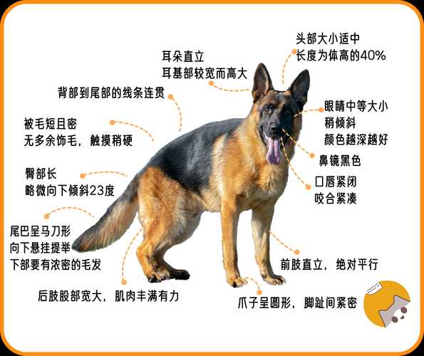 怎么挑选好的德牧（怎样挑选德牧犬）