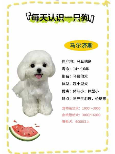 马尔济斯犬食物禁忌（马尔济斯犬饮食）