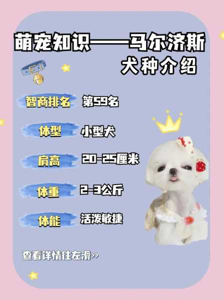 马尔济斯犬一（马尔济斯犬一天吃多少狗粮）