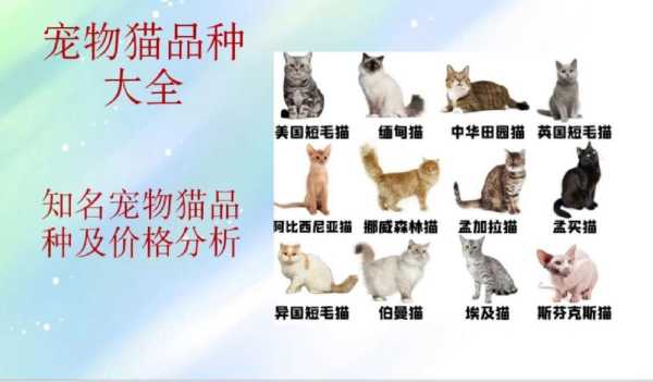 欧洲短毛猫价格（欧洲 猫）