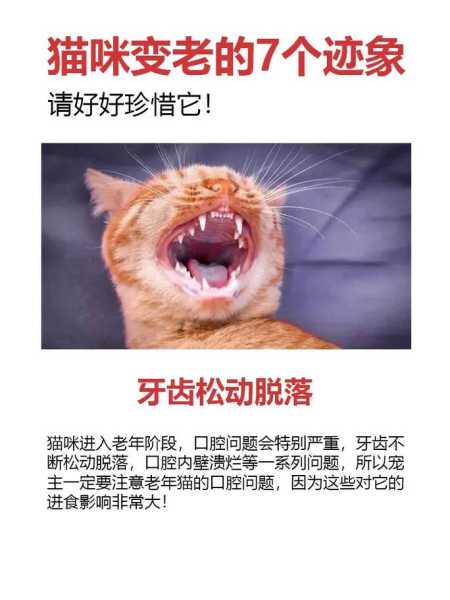 猫咪变老的症状（猫咪老了会有什么明显特征）