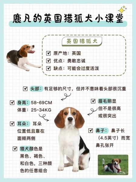 猎狐犬品种（猎犬的品种大全及名字）