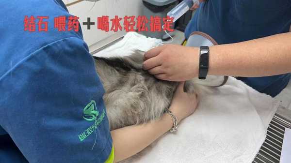 猫得了结石需要怎么治疗（猫咪得了结石怎么办）