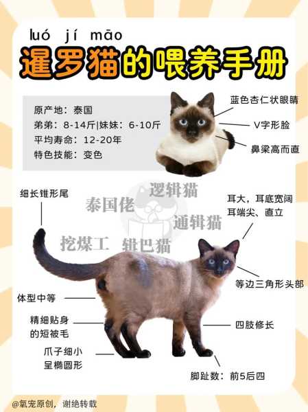 暹罗猫饲养攻略百度知道（暹罗猫饲养方法）