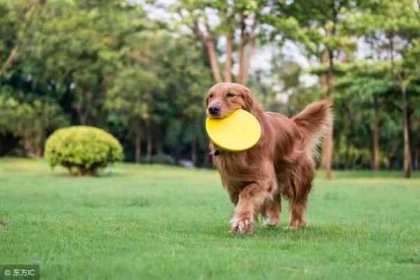 怎么样训练金毛犬搜救能力（训练金毛的方法大全）