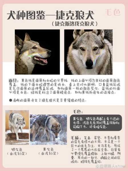 捷克狼犬的性格怎么样?（捷克狼犬性格如何）