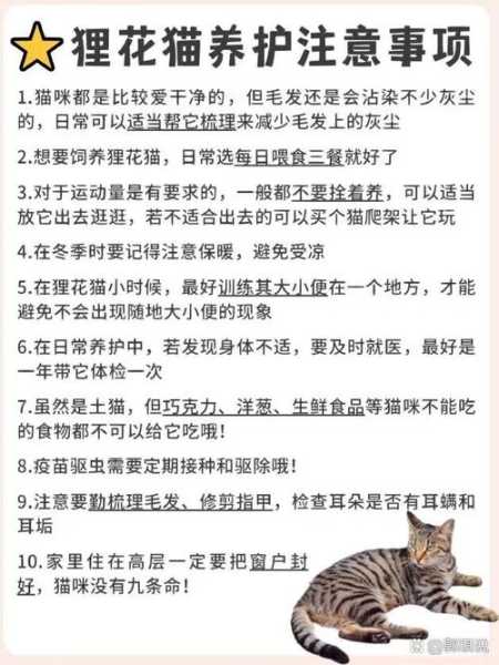 狸花猫的饲养注意事项（狸花猫该怎么办）