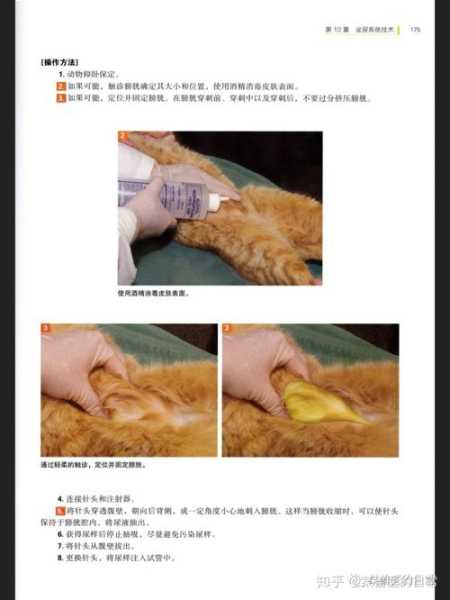 猫咪尿检怎么取尿（猫咪尿检怎么取尿视频）