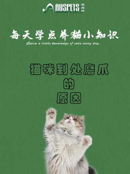 猫到处磨爪子怎么办（猫磨爪子是什么原因）