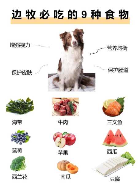 边境牧羊犬饮食应注意点什么（边境牧羊犬的饮食）