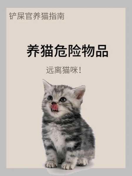 放养猫咪潜在的六大危险因素（放养宠物猫）