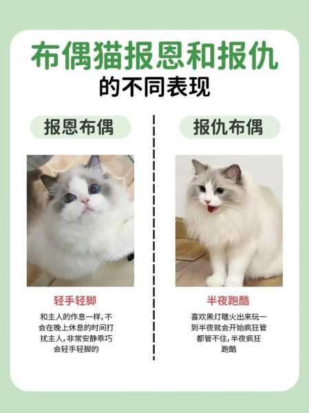 怎样挑选布偶（怎样挑选布偶猫的品相）