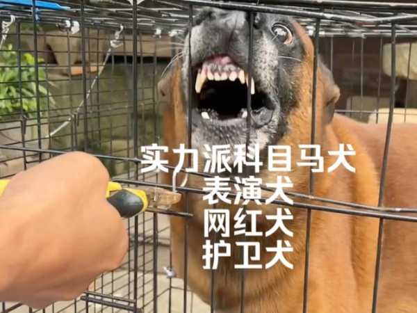 马犬不凶恶怎样训练视频（马犬不凶恶怎样训练视频讲解）