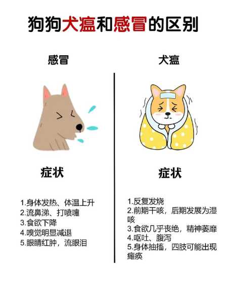 狗狗感冒和犬瘟热的区别（小狗感冒和犬瘟热的区别）