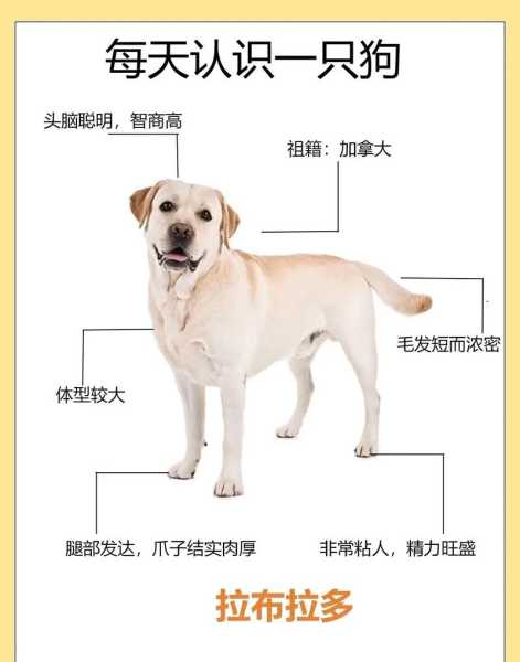 拉布拉多犬性格怎么样（拉布拉多犬性格怎么样知乎）