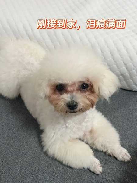 比熊犬吃什么狗粮好不长泪痕（比熊吃什么样的狗粮才没有泪痕）