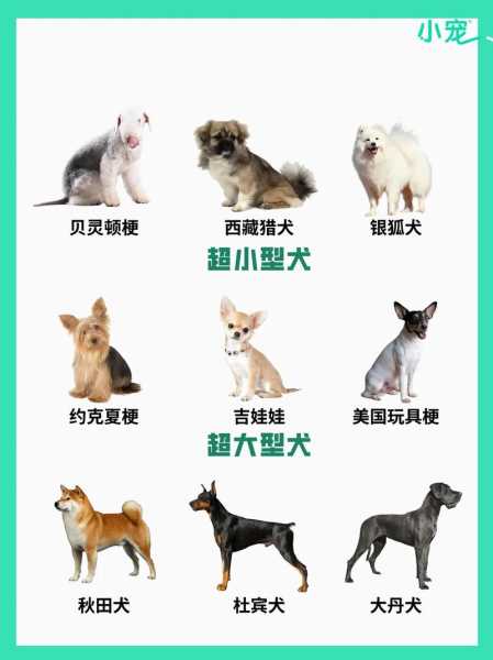 5个方面教你分辨秋田犬（秋田犬怎么看是不是纯种）