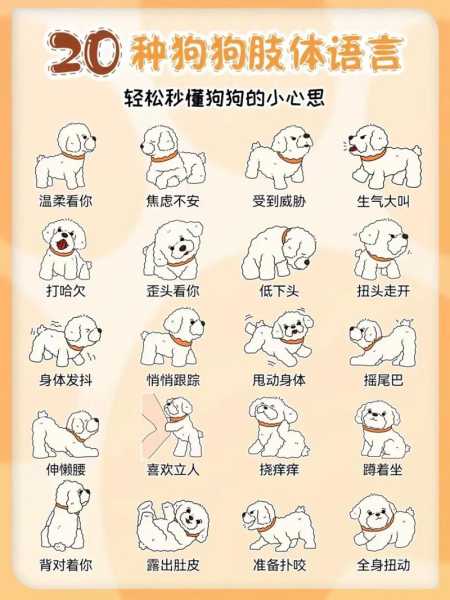 比熊犬最怕什么惩罚（比熊怕猫吗）