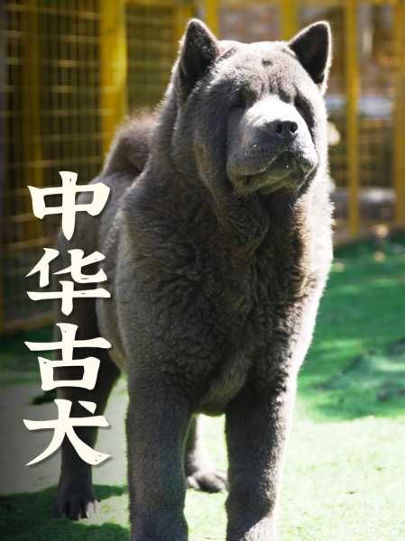 松狮犬性格温顺吗（松狮犬 性格）