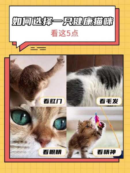 怎么能挑选出一只健康的猫咪（如何挑选健康的猫咪）