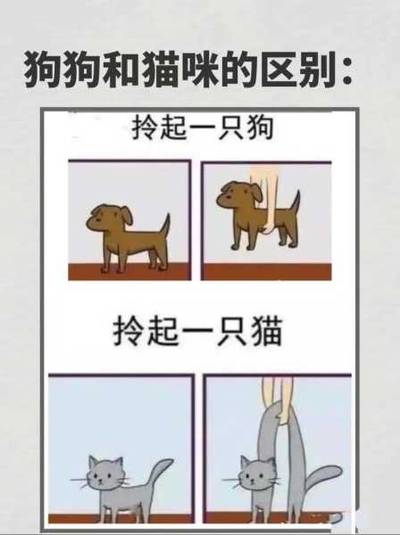 猫狗为何喜欢和人亲近（为什么猫咪狗狗都喜欢小主人）